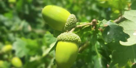 Little Seed Big Tree